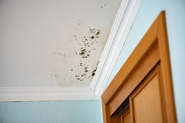 Best Professional Mold Removal  in Harlingen, TX