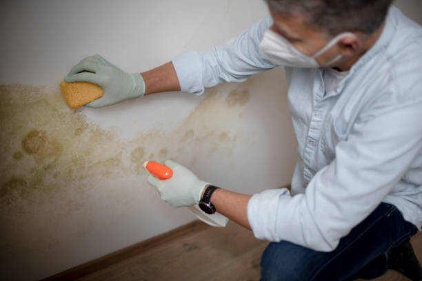 Reliable Harlingen, TX Mold Removal Solutions