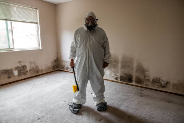Best Emergency Mold Removal  in Harlingen, TX