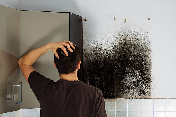 Mold Testing and Removal in Harlingen, TX